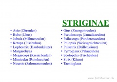 Striginae